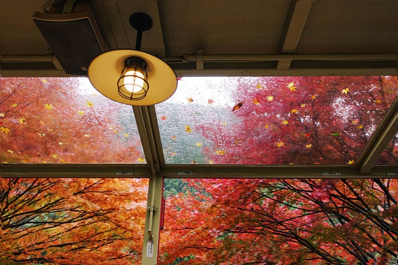Autumn Colored Trees