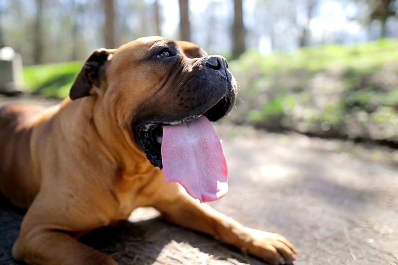 Dog with his tongue out.